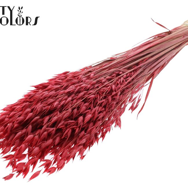 Gedroogde Haver Premium | Kleur: Rood | Avena Premium Droogbloemen | Lengte ± 70 centimeter | Gewicht 200 gram | Per bos
