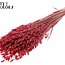 Gedroogde Haver Premium | Kleur: Rood | Avena Premium Droogbloemen | Lengte ± 70 centimeter | Gewicht 200 gram | Per bos