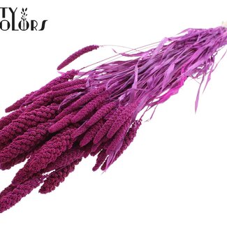 QC Dried Millet Sprays | Colour: Intense Lilac | Millet Dried Flowers | Length ± 70 centimetres | Weight 200 grams | Per bunch