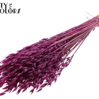 QC Dried Oats Premium | Colour: Lilac | Avena Premium Dried Flowers | Length ± 70 centimetres | Weight 200 grams | Per bunch