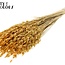 Dried Oats Premium | Colour: Apricot | Avena Premium Dried Flowers | Length ± 70 centimetres | Weight 200 grams | Per bunch