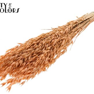 QC Dried Oats Premium | Colour: Frosted Salmon | Avena Premium Dried Flowers | Length ± 70 centimetres | Weight 200 grams | Per bunch