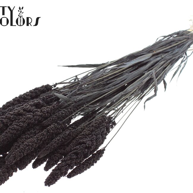Dried Millet Spray | Colour: Intense Black | Millet Dried Flowers | Length ± 70 centimetres | Weight 200 grams | Per bunch