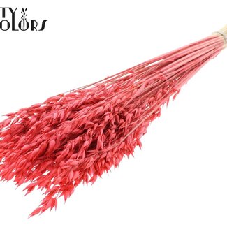 QC Avoine Séchée Premium | Couleur : Corail | Avena Fleurs Séchées Premium | Longueur ± 70 centimètres | Poids 200 grammes | Par bouquet