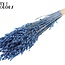 Gedroogde Haver Premium | Kleur: Blauw | Avena Premium Droogbloemen | Lengte ± 70 centimeter | Gewicht 200 gram | Per bos