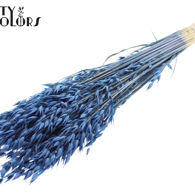 Avoine Séchée Premium | Couleur : Bleu | Avena Premium Fleurs Séchées | Longueur ± 70 centimètres | Poids 200 grammes | Par bouquet