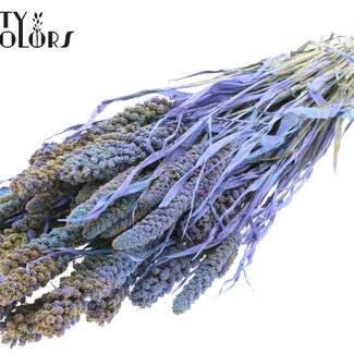 QC Getrocknete Rispenhirse | Farbe: Mehrfarbig Hellblau | Hirse Trockenblumen | Länge ± 60 Zentimeter | Gewicht 250 Gramm | Pro Bund