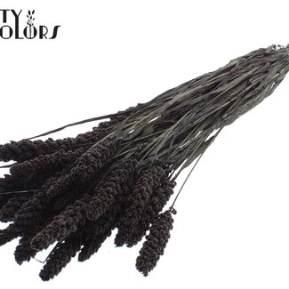 QC Dried Millet Sprays | Colour: Black | Millet Dried Flowers | Length ± 70 centimetres | Weight 250 grams | Per bunch