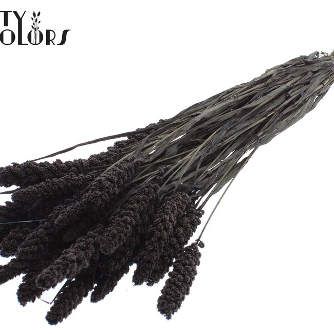 Dried Millet Sprays | Colour: Black | Millet Dried Flowers | Length ± 70 centimetres | Weight 250 grams | Per bunch