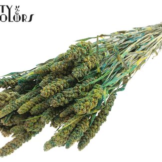 QC Getrocknete Rispenhirse | Farbe: Mehrfarbig Grün | Hirse Trockenblumen | Länge ± 60 Zentimeter | Gewicht 250 Gramm | Pro Bund