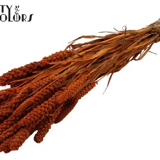 QC Millet en grappe séché | Couleur : Orange | Fleurs séchées de millet | Longueur ± 70 centimètres | Poids 250 grammes | Par bouquet