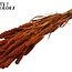 Dried Millet Spray | Colour: Orange | Millet Dried Flowers | Length ± 70 centimetres | Weight 250 grams | Per bunch