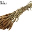 Gedroogde Trosgierst | Kleur: Naturel Bruin | Gierst Droogbloemen | Lengte ± 70 centimeter | Gewicht 250 gram | Per bos