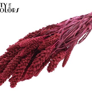 QC Dried Millet Spray | Colour: Cherry-Coloured | Millet Dried Flowers | Length ± 70 centimetres | Weight 250 grams | Per bunch