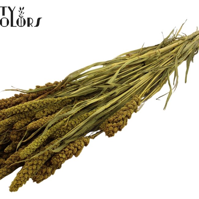 Dried Millet Sprays | Colour: Yellow | Millet Dried Flowers | Length ± 70 centimetres | Weight 250 grams | Per bunch