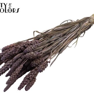 QC Gedroogde Trosgierst | Kleur: Frosted Milkapaars | Gierst Droogbloemen | Lengte ± 70 centimeter | Gewicht 250 gram | Per bos
