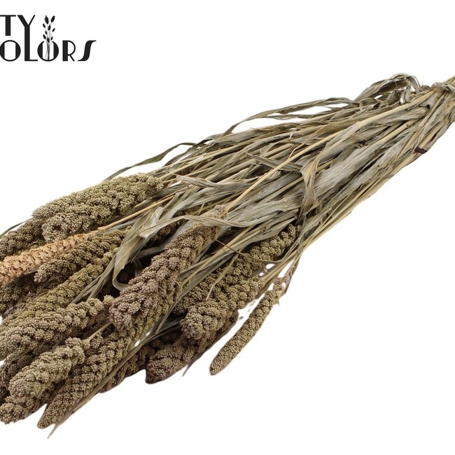 Dried Panicle Millet | Colour: Frosted White | Millet Dried Flowers | Length ± 70 centimetres | Weight 250 grams | Per bunch
