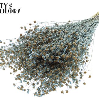 QC Getrockneter Flachs | Farbe: Perlblau | Linum Trockenblumen | Länge ± 50 Zentimeter | Gewicht 150 Gramm | Pro Bund