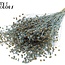 Gedroogd Vlas | Kleur: Pearl Blauw | Linum Droogbloemen | Lengte ± 50 centimeter | Gewicht 150 gram | Per bos