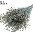 Gedroogd Vlas | Kleur: Pearl Blauw | Linum Droogbloemen | Lengte ± 50 centimeter | Gewicht 150 gram | Per bos