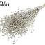 Gedroogd Vlas | Kleur: Platinakleurig met Glitter | Linum Droogbloemen | Lengte ± 50 centimeter | Gewicht 150 gram | Per bos