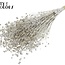 Getrockneter Flachs | Farbe: Platinfarben mit Glitzer | Linum Trockenblumen | Länge ± 50 Zentimeter | Gewicht 150 Gramm | Pro Bund