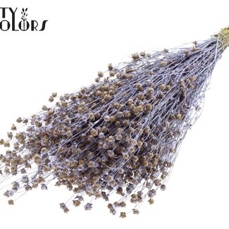 QC Gedroogd Vlas | Kleur: Pearl Milkapaars | Linum Droogbloemen | Lengte ± 50 centimeter | Gewicht 150 gram | Per bos