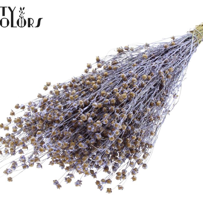 Dried Flax | Colour: Pearl Milk Purple | Linum Dried Flowers | Length ± 50 centimetres | Weight 150 grams | Per bunch