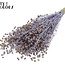 Dried Flax | Colour: Pearl Milk Purple | Linum Dried Flowers | Length ± 50 centimetres | Weight 150 grams | Per bunch