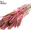 Dried Millet Sprays | Colour: Multicoloured Cherry Colour | Millet Dried Flowers | Length ± 60 centimetres | Weight 250 grams | Per bunch