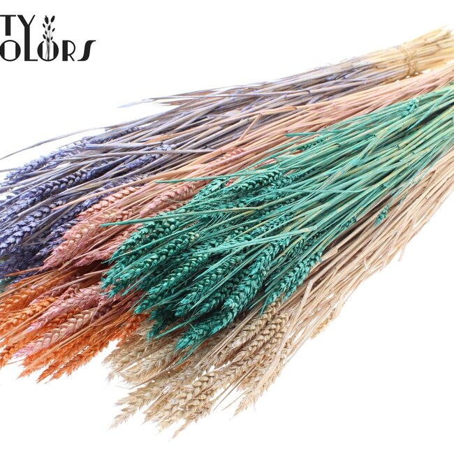 Sun-Bleached Wheat | Pearl Mix | Colour: Mixed Colours | Triticum Dried Flowers | Length ± 60 centimetres | Weight 220 grams | Per bunch