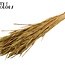 Sun-Bleached Wheat | Colour: Olive Green | Triticum Dried Flowers | Length ± 60 centimetres | Weight 220 grams | Per bunch