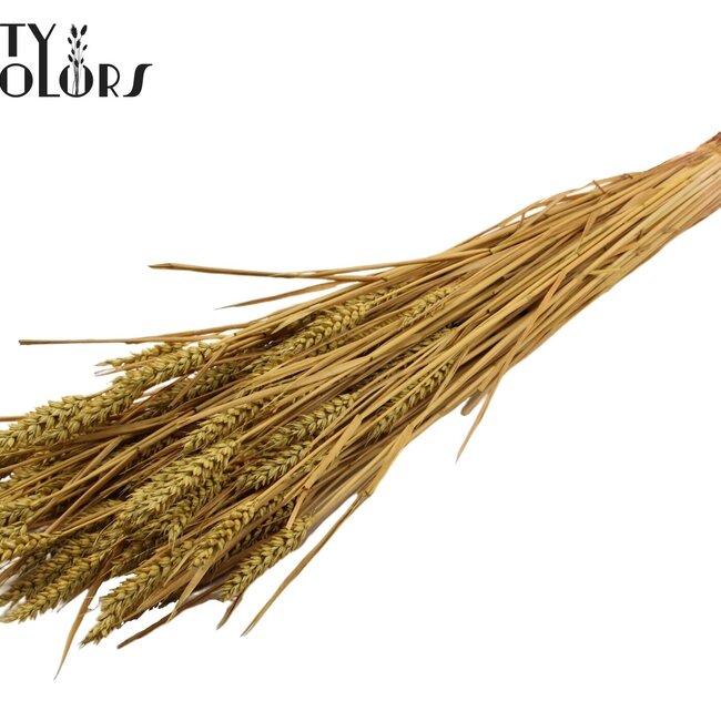 Sun-Bleached Wheat | Colour: Olive Green | Triticum Dried Flowers | Length ± 60 centimetres | Weight 220 grams | Per bunch