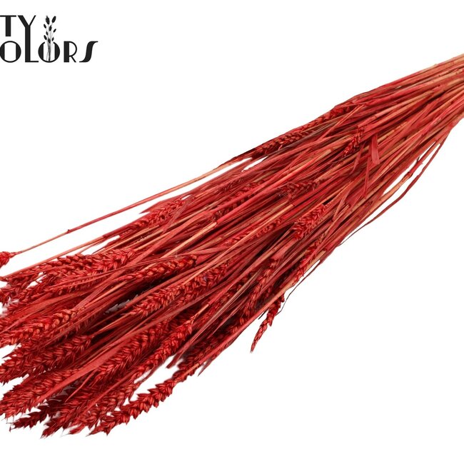 Sun-Bleached Wheat | Colour: Red | Triticum Dried Flowers | Length ± 60 centimetres | Weight 220 grams | Per bunch