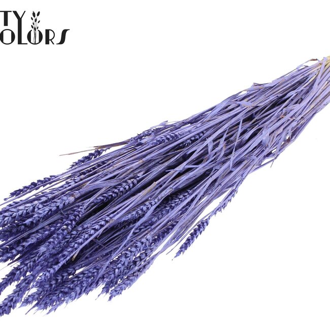 Sun-Bleached Wheat | Colour: Metallic Purple | Triticum Dried Flowers | Length ± 60 centimetres | Weight 220 grams | Per bunch