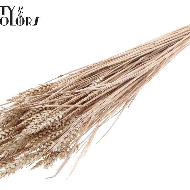 Sonnengebleichter Weizen | Farbe: Perlenweiß | Triticum Trockenblumen | Länge ± 60 Zentimeter | Gewicht 220 Gramm | Pro Bund