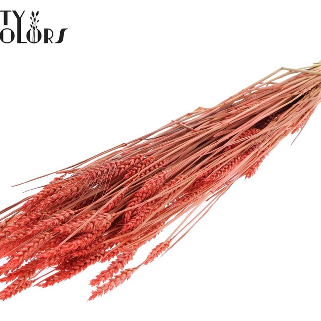 Sun-Bleached Wheat | Colour: Coral | Triticum Dried Flowers | Length ± 60 centimetres | Weight 220 grams | Per bunch