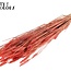 Sun-Bleached Wheat | Colour: Coral | Triticum Dried Flowers | Length ± 60 centimetres | Weight 220 grams | Per bunch