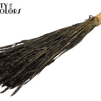QC Sun-Bleached Wheat | Colour: Black | Triticum Dried Flowers | Length ± 60 centimetres | Weight 220 grams | Per bunch