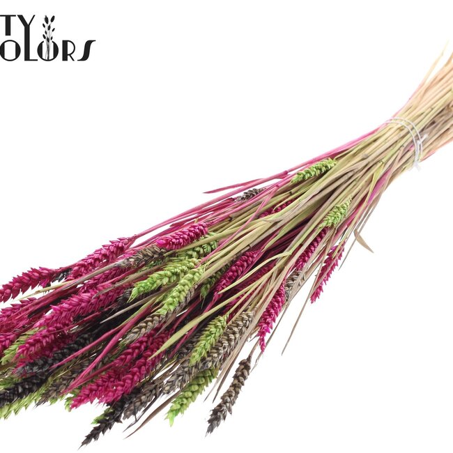 Sun-Bleached Wheat | Colourful 8 | Colour: Mixed Colours | Triticum Dried Flowers | Length ± 60 centimetres | Weight 220 grams | Per bunch