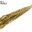Sun-Bleached Wheat | Colour: Metallic Yellow | Triticum Dried Flowers | Length ± 60 centimetres | Weight 220 grams | Per bunch