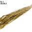 Sun-Bleached Wheat | Colour: Metallic Yellow | Triticum Dried Flowers | Length ± 60 centimetres | Weight 220 grams | Per bunch