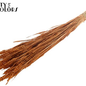 QC Sun-bleached Wheat | Colour: Terracotta | Triticum Dried Flowers | Length ± 60 centimetres | Weight 220 grams | Per bunch