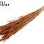 Sun-Bleached Wheat | Colour: Terracotta | Triticum Dried Flowers | Length ± 60 centimetres | Weight 220 grams | Per bunch