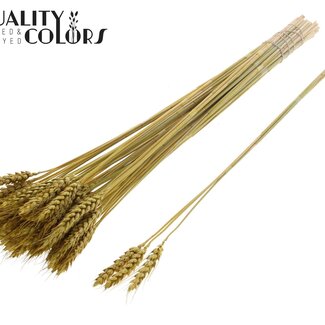 QC Dried Wheat | Colour: Metallic Yellow | Triticum Dried Flowers | Length ± 55 centimetres | 3 stems per branch | Per 25 branches