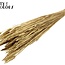Sun-Bleached Wheat | Colour: Golden | Triticum Dried Flowers | Length ± 60 centimetres | Weight 220 grams | Per bunch