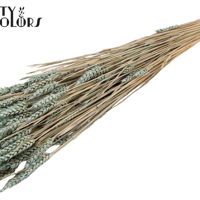 Sun-Bleached Wheat | Colour: Frosted Light Blue | Triticum Dried Flowers | Length ± 60 centimetres | Weight 220 grams | Per bunch