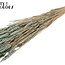 Sun-Bleached Wheat | Colour: Frosted Light Blue | Triticum Dried Flowers | Length ± 60 centimetres | Weight 220 grams | Per bunch