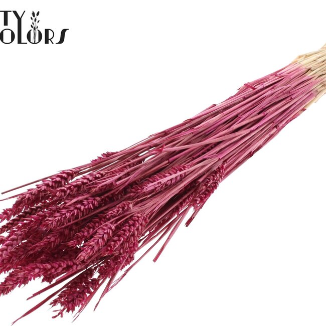 Sun-Bleached Wheat | Colour: Lilac | Triticum Dried Flowers | Length ± 60 centimetres | Weight 220 grams | Per bunch