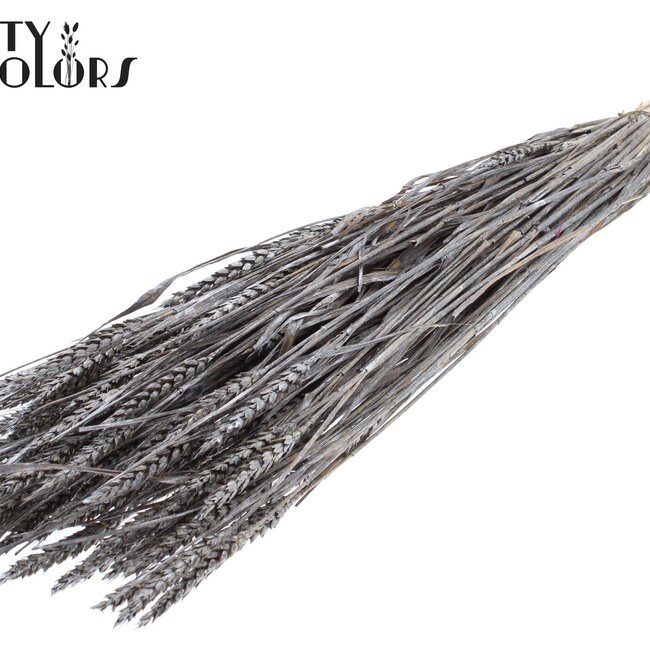 Sun-Bleached Wheat | Colour: Metallic Graphite Grey | Triticum Dried Flowers | Length ± 60 centimetres | Weight 220 grams | Per bunch